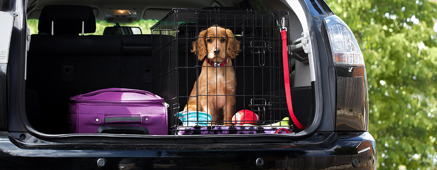 puppy car journey home